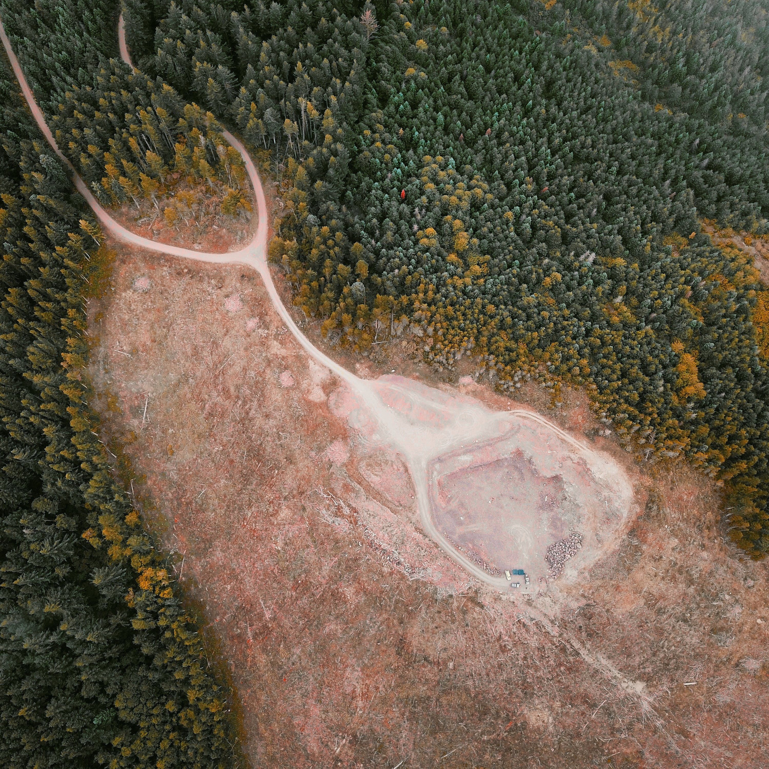 overview of clear cutting of trees