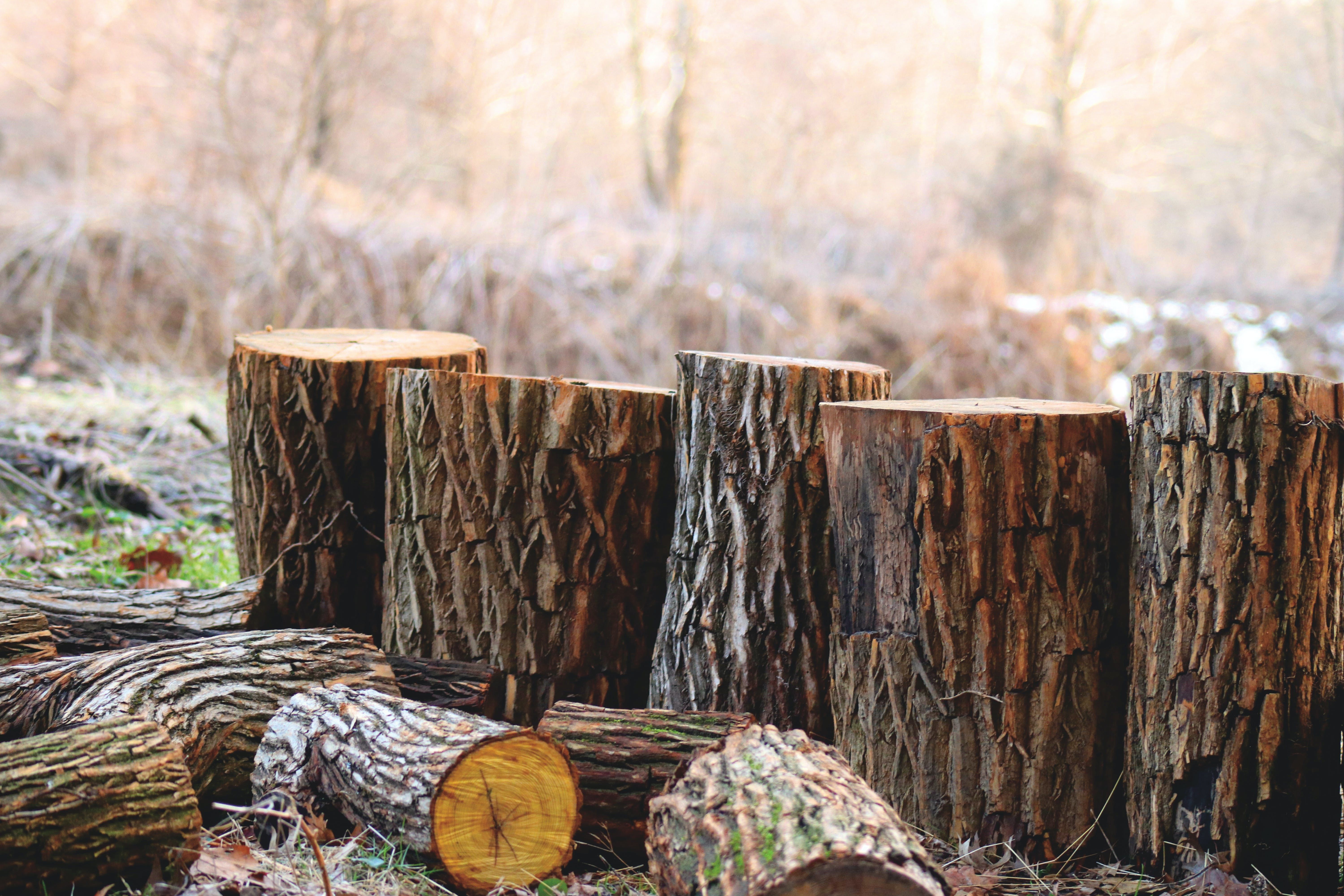 dry tinder log wood