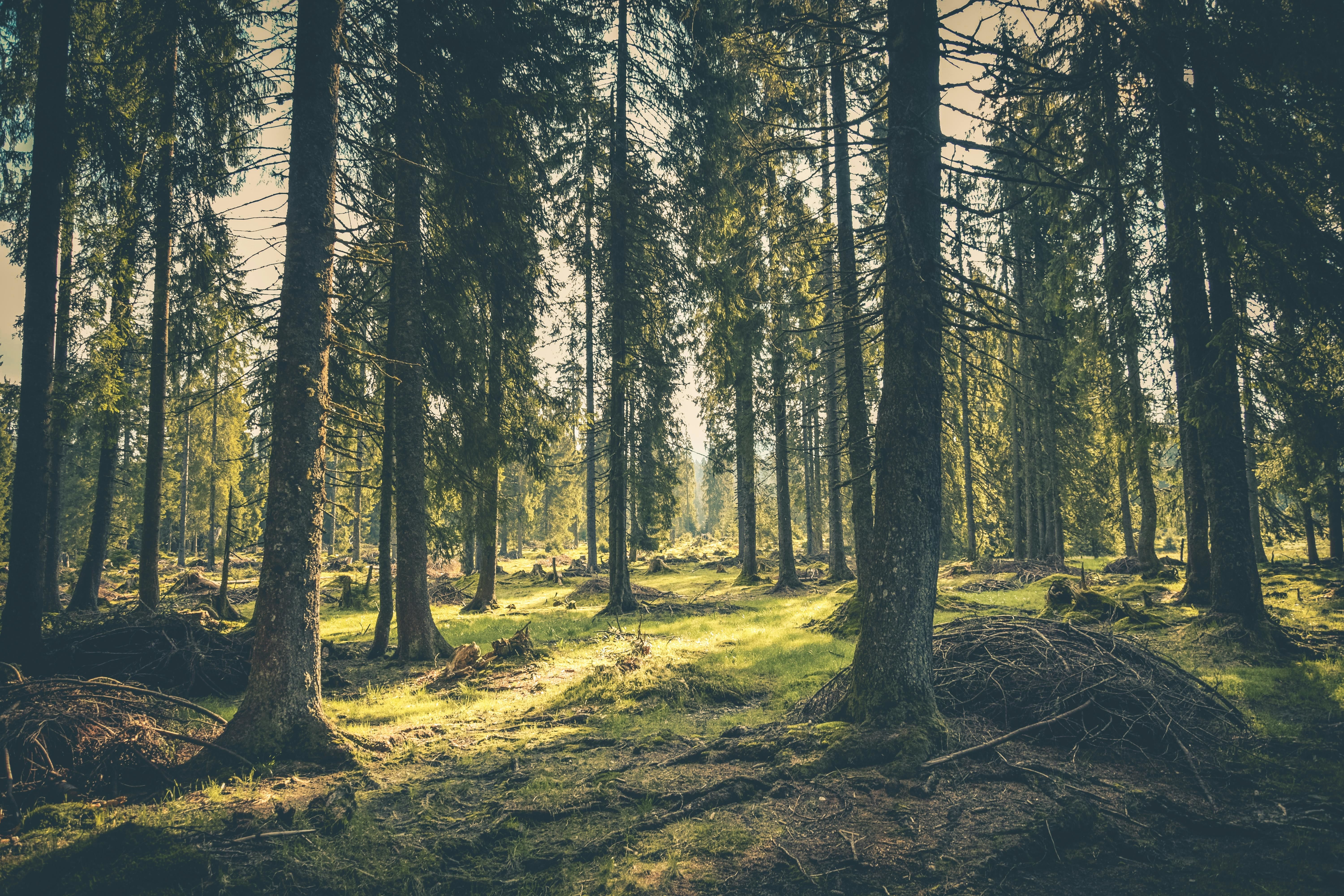 hardwood forest tasmania