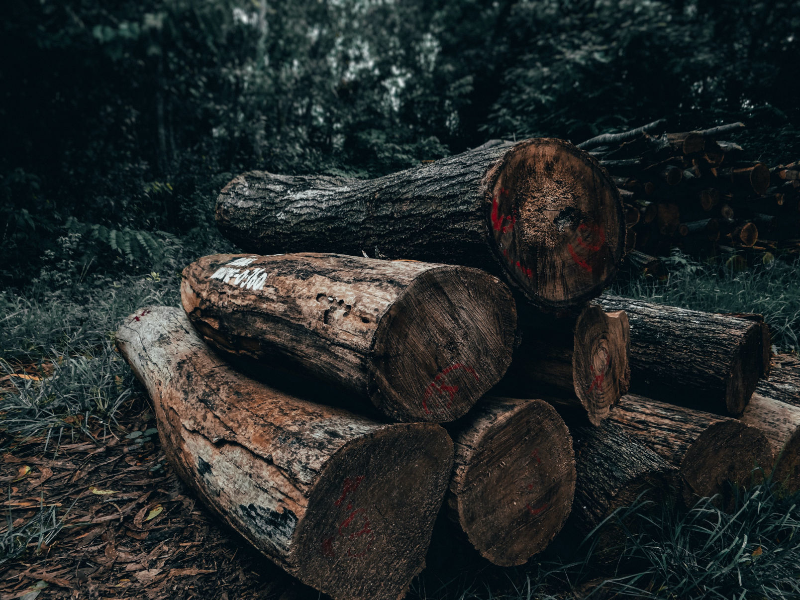 stack of firewood